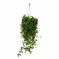 Tradescantia Green Hill - Vaderplant - In Hangpot - P17 H35 - Kamerplant