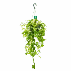 Tradescantia Yellow Hill - Vaderplant - In Hangpot - P17 H40 - Kamerplant