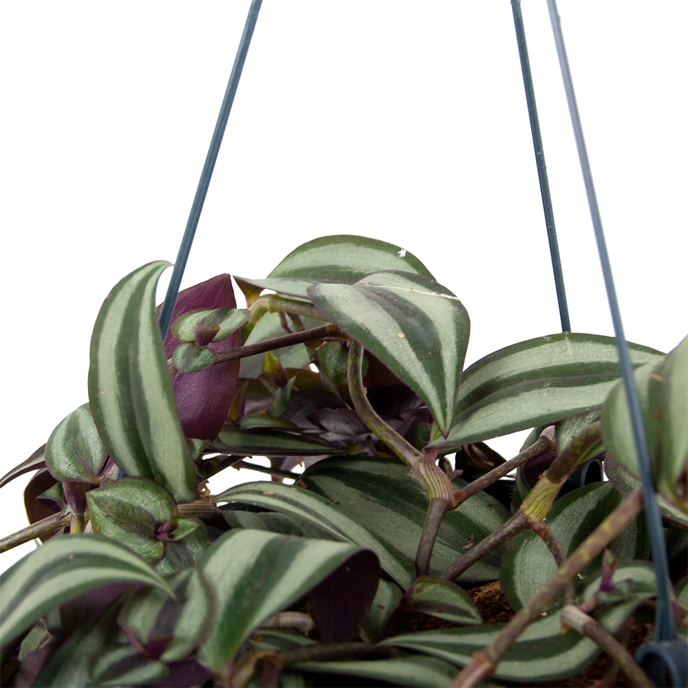 Tradescantia Zebrina - Vaderplant - In Hangpot - P17 H40 - Kamerplant - Afbeelding 2