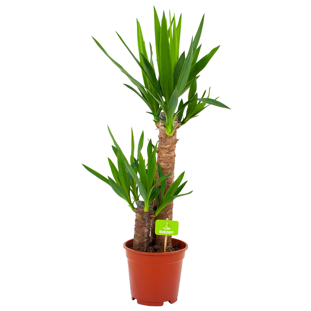 Yucca - Palmlelie - P17 H70 - Kamerplant