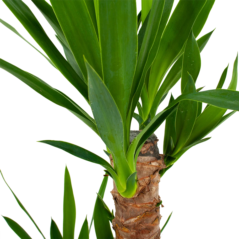Yucca - Palmlelie - P17 H70 - Kamerplant - Afbeelding 2