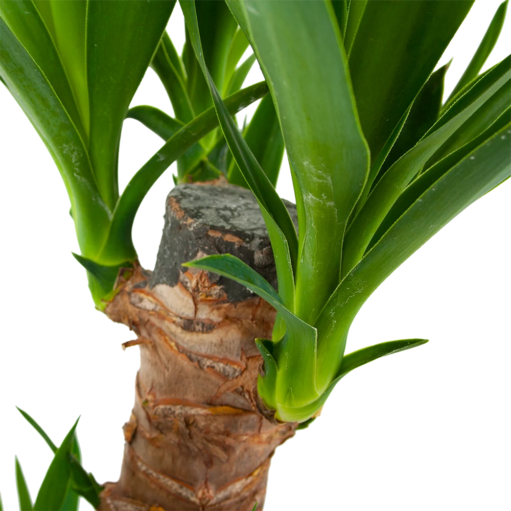 Yucca - Palmlelie - P17 H70 - Kamerplant - Afbeelding 3