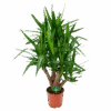 Yucca - Vertakt - Palmlelie - P24 H100 - Kamerplant