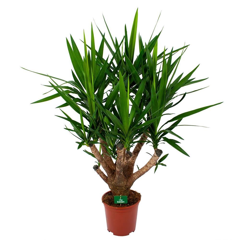 Yucca - Vertakt - Palmlelie - P27 H110 - Kamerplant