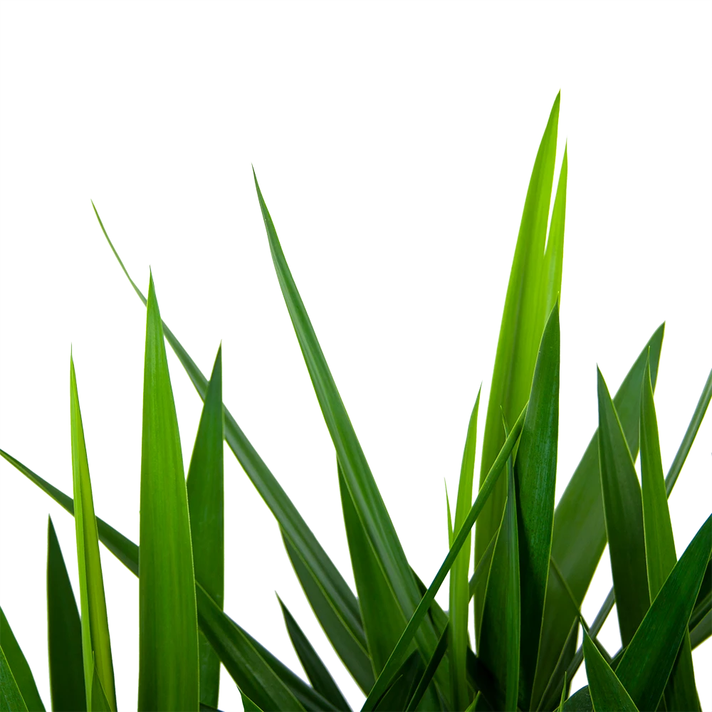 Yucca - Vertakt - Palmlelie - P27 H110 - Kamerplant - Afbeelding 2