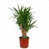Yucca - Vertakt - Palmlelie - P34 H140 - Kamerplant