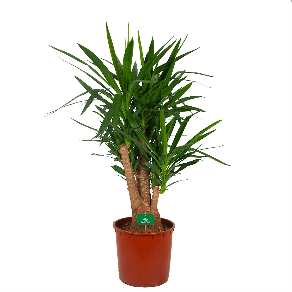 Yucca - Vertakt - Palmlelie - P34 H140 - Kamerplant
