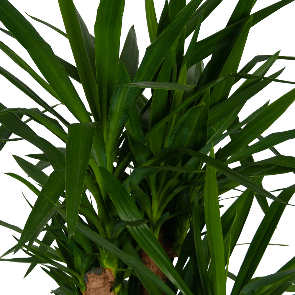 Yucca - Vertakt - Palmlelie - P34 H140 - Kamerplant - Afbeelding 2
