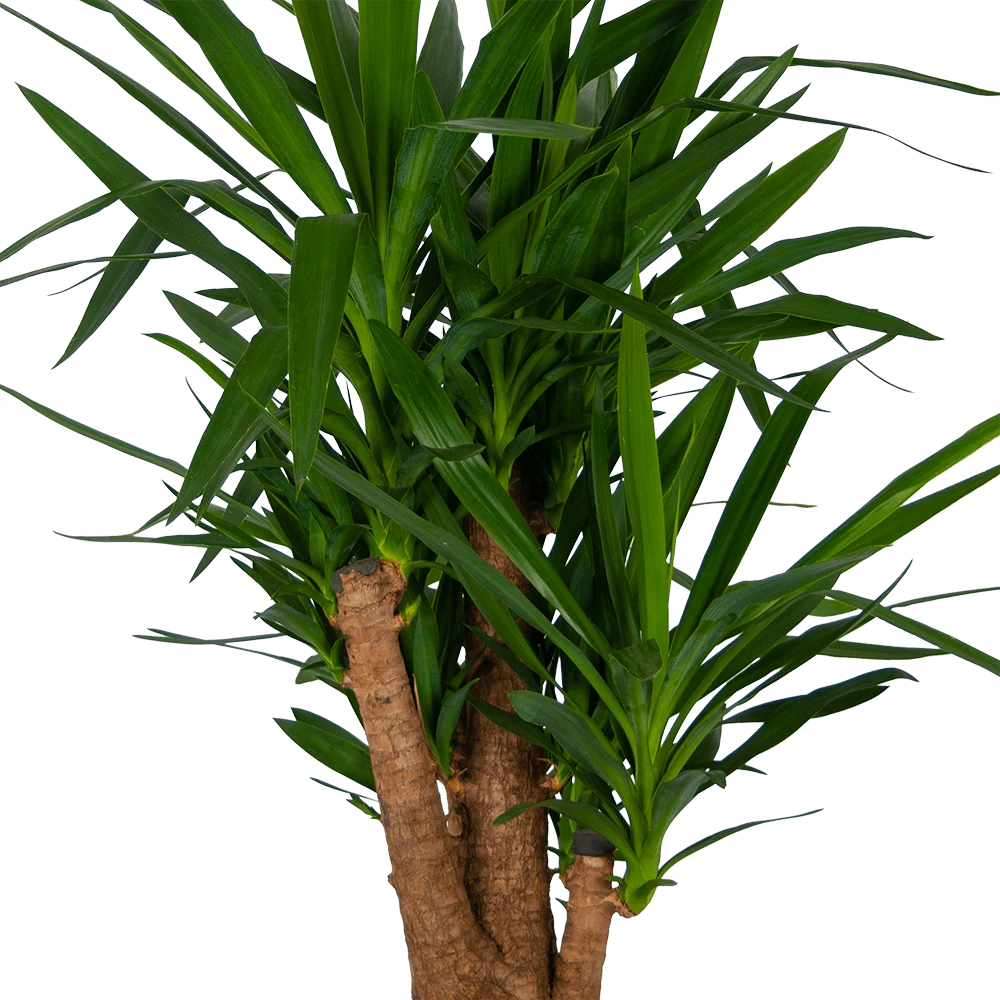 Yucca - Vertakt - Palmlelie - P34 H140 - Kamerplant - Afbeelding 3